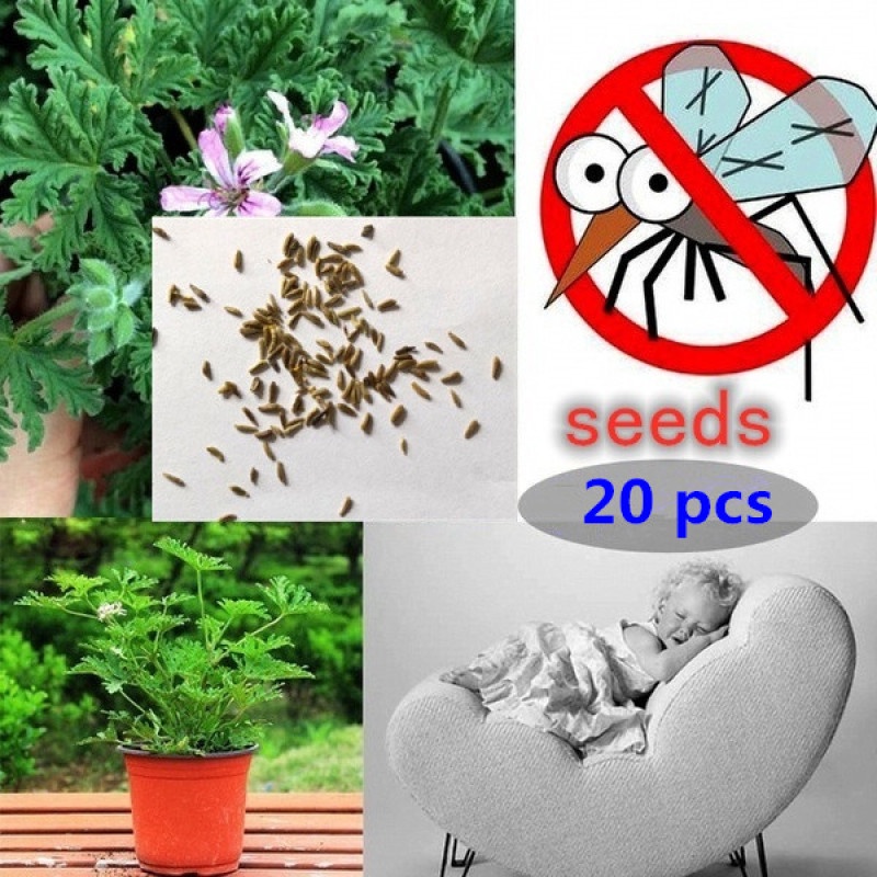 Citronella seeds deals