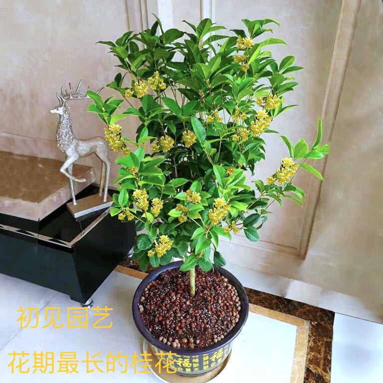 Osmanthus Tree Seedling Pot Everblooming Fragrant Fragrance Rich Laurel ...