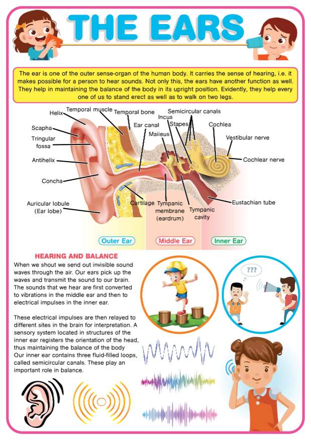 The Ears EDUCATIONAL CHART FOR KIDS - A4 SIZE Waterproof ink | Shopee