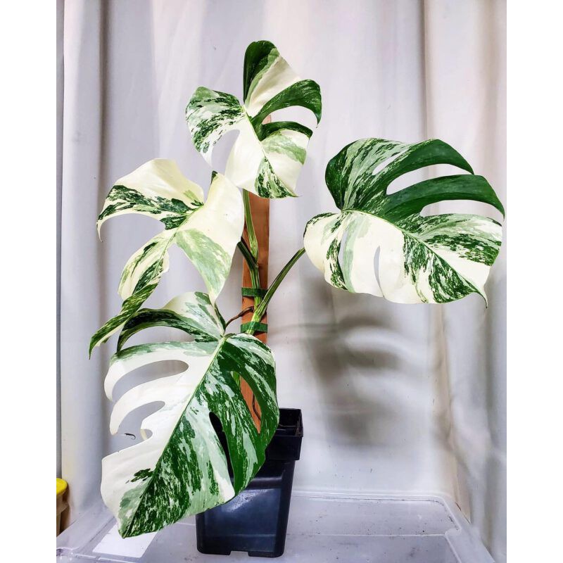 [LEGIT] Monstera Deliciosa Albo Seeds (Mother Plant MD Albo) Shopee