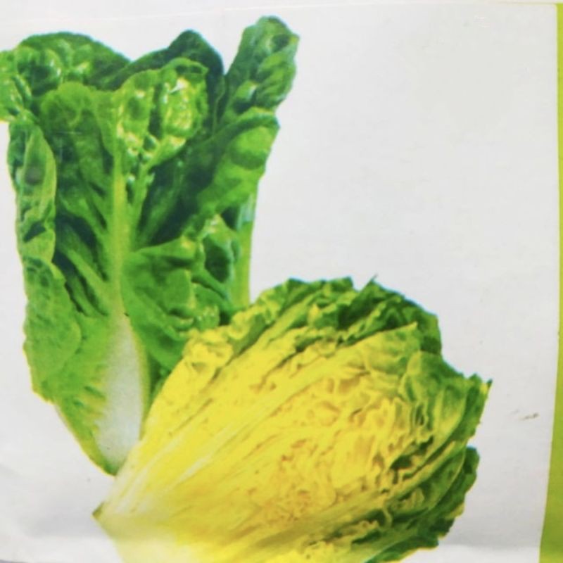 XANADU ROMAINE LETTUCE 200 SEEDS Shopee Philippines