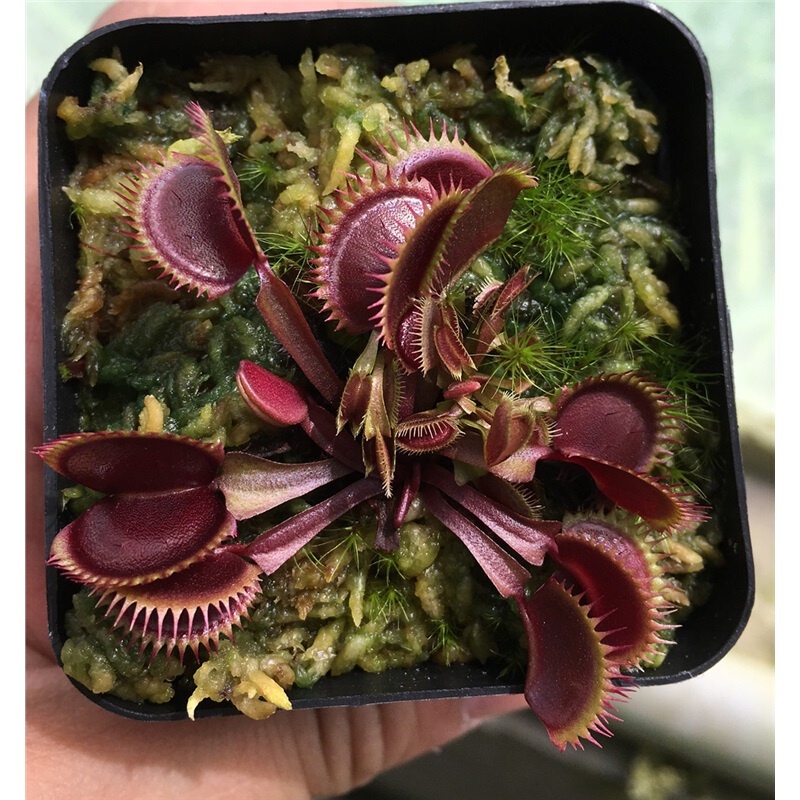 Yibo Cannibal Flower Potted Plant Insect-Eating Plants Dionaea ...