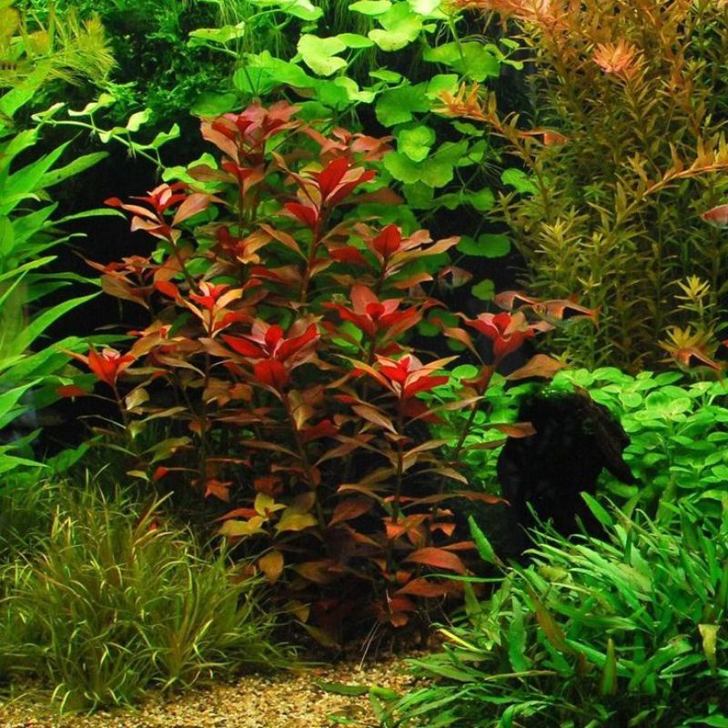 Ludwigia Repens Rubin Aquatic Plants Stem Shopee Philippines