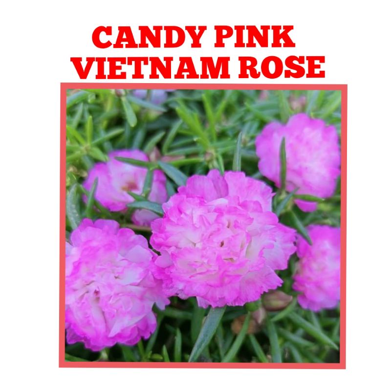 Candy Pink Vietnam Rose Cuttings Shopee Philippines