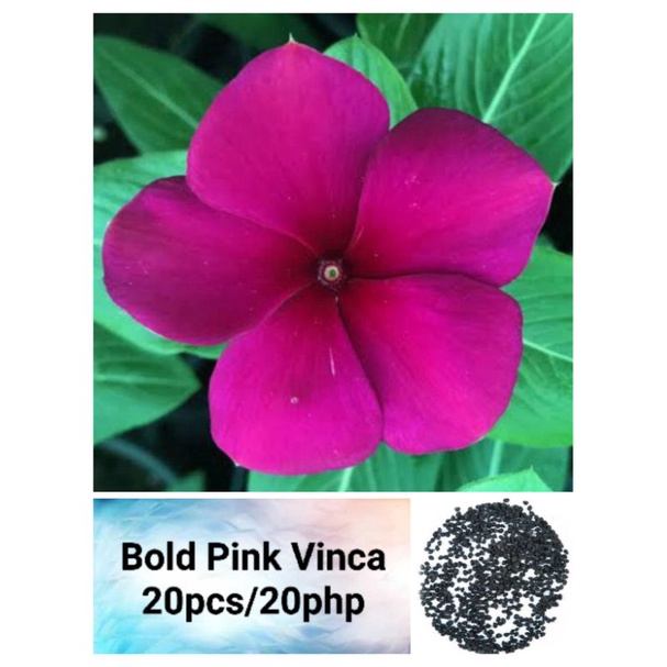 Vinca Bold Pink Seeds (20pcs) | Shopee Philippines