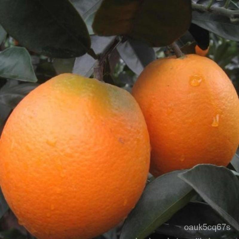 Long Chen Language Orange Tree Field Cultivation Fruit Seedlings Orange
