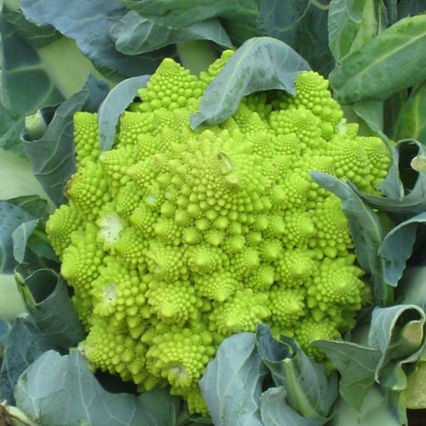 Romanesco Broccoli Seeds - Romanesco Seeds - Rare Broccoli Seeds ...