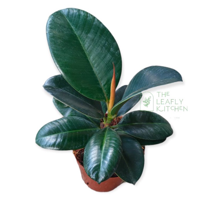 COMPACTA RUBBER TREE stable ROOTED & POTTED | Shopee Philippines