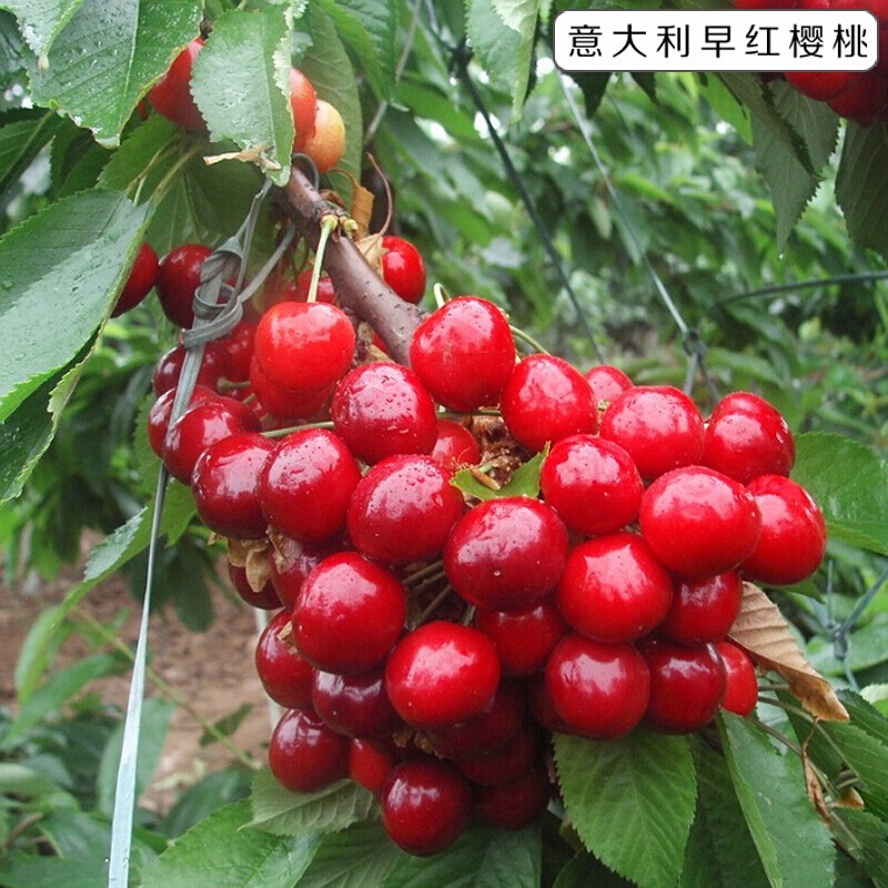 Cherry Sapling Cherry Tree Bear Fruit In Current Year Planting Large