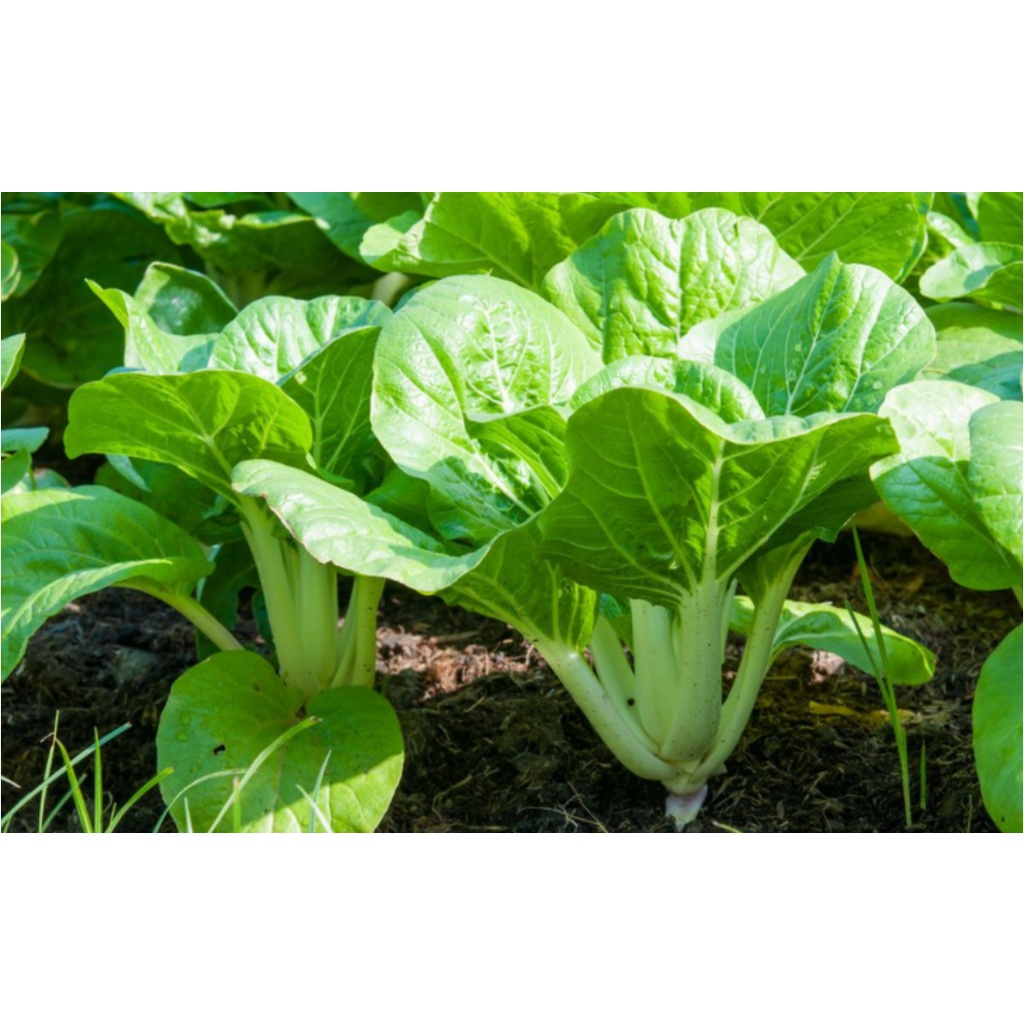 P25 per pack pechay / cabbage seeds - condor seeds - plant seed ...