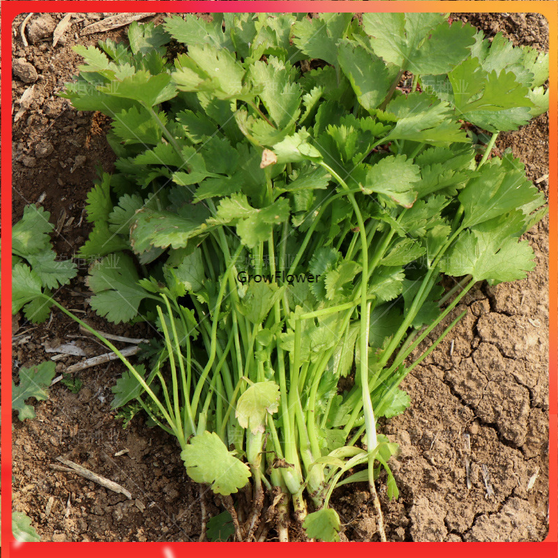 Coriander Cilantro Wansoy Herbs Seeds Vegetable 50 Pcs Shopee Philippines