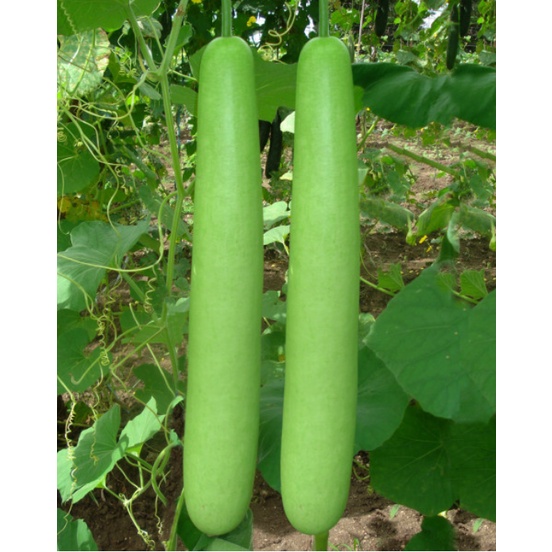 upo / bottle gourd seeds - 25pesos per pack - condor seeds - vegetable ...