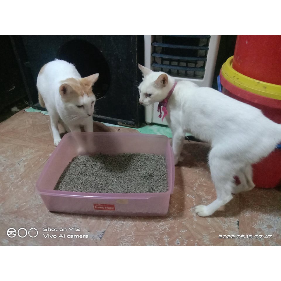 Cat liter sand, pumice sand for fur babies and green babies by Gervel