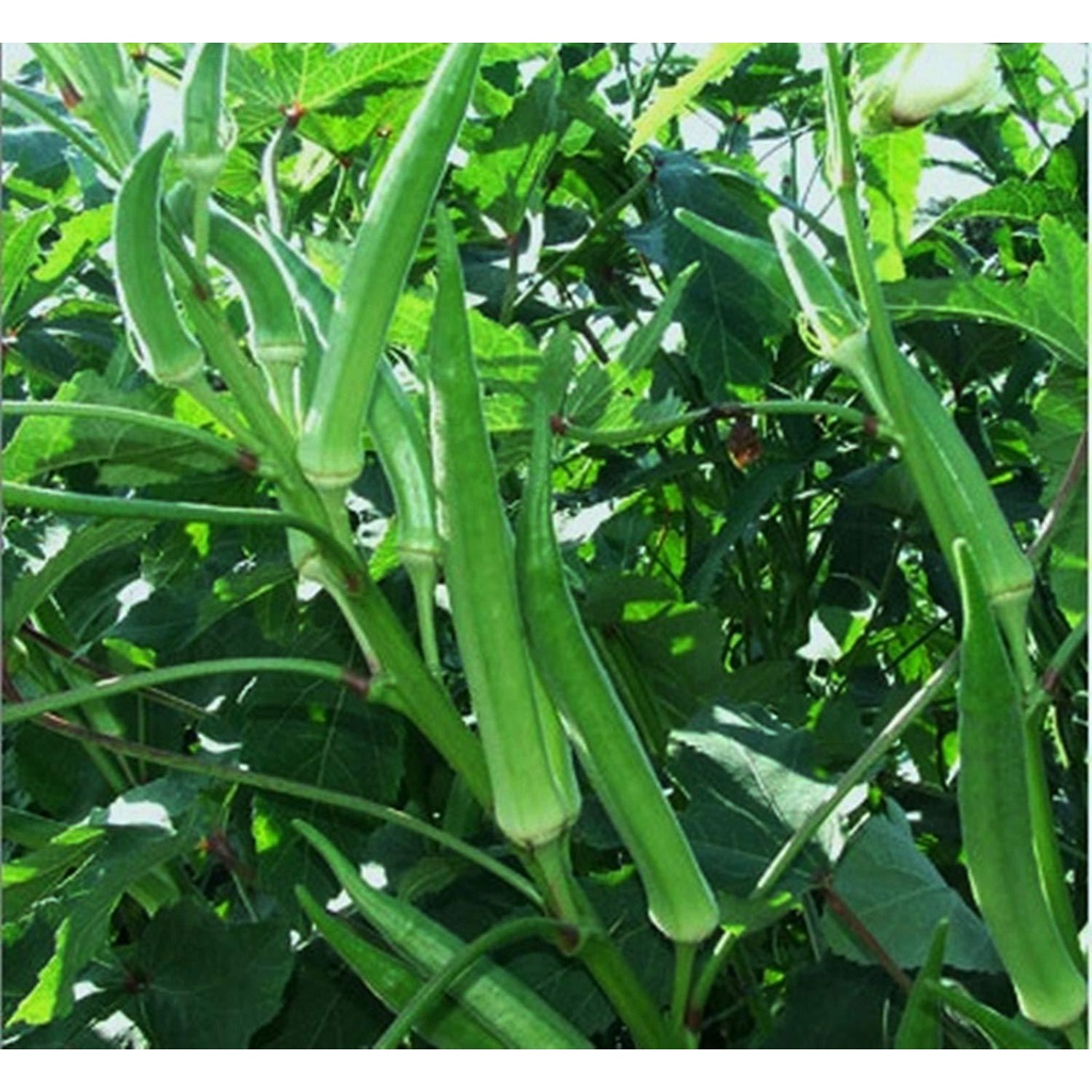 OKRA VEGETABLE SEEDS (4550 seeds) Smooth Green Variety Shopee Philippines