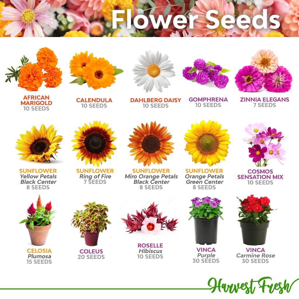 Flower Seeds Marigold Coleus Cosmos Zinnia Celosia Daisy Gomphrena