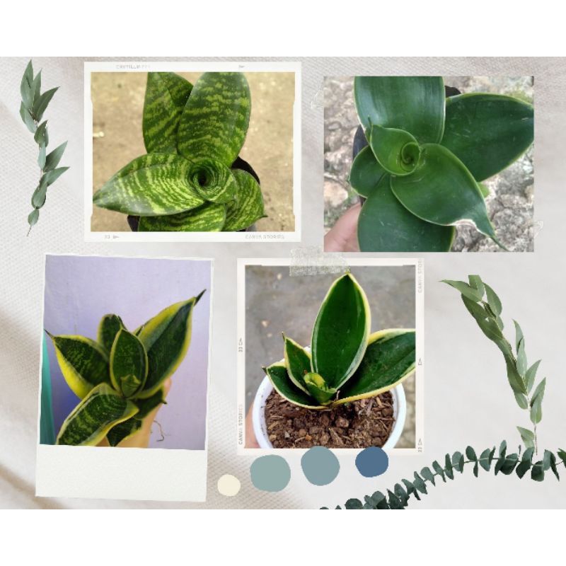 dwarf sansevieria varieties | Shopee Philippines