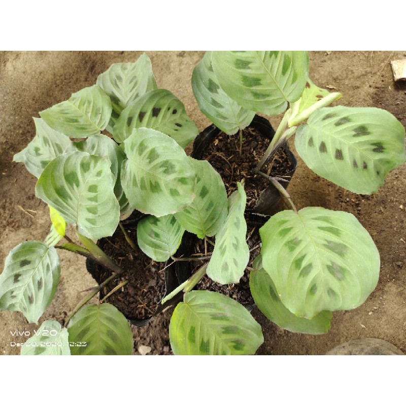 lily white washita Washita Lily White Pike (Hard) – Hapstone USA main image 0