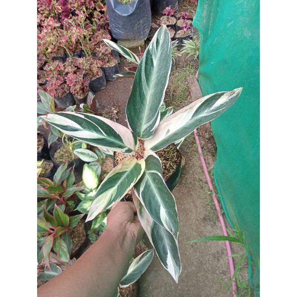 Calathea seeds repack rooted Calathea Triostar seed ling | Shopee ...