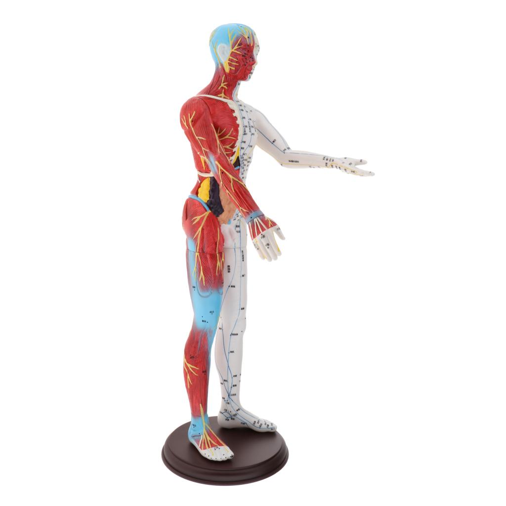 Human Anatomical Anatomy Skeleton Figure Statue Model Male Muscle Bone