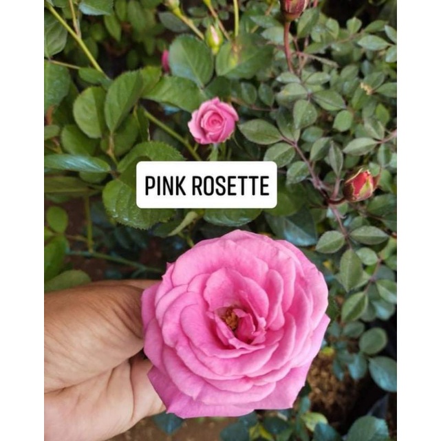 piti mini(small) | Shopee Philippines