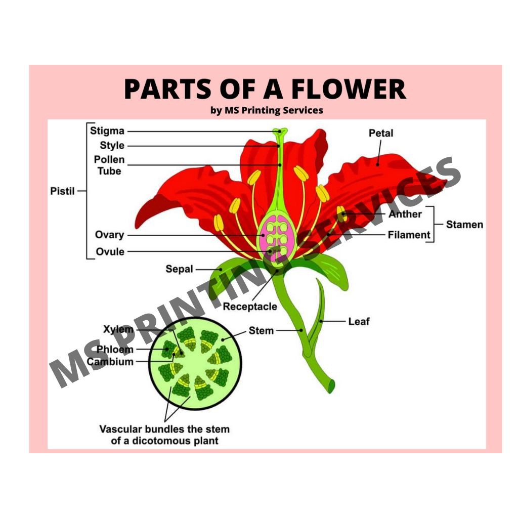 Laminated Chart (Parts of a Flower) | Shopee Philippines