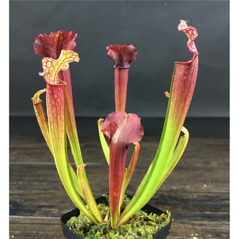 Yibo Cannibal Flower Potted Plant InsectEating Plants Dionaea