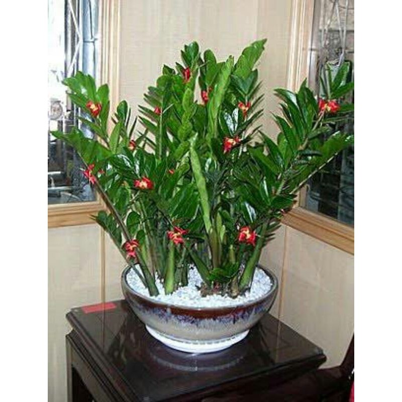 ZAMIOCULCAS ZAMIIFOLIA (CHINESE LUCKY FLOWER) Shopee Philippines
