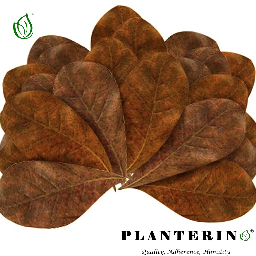 Talisay Leaf (Indian Almond Leaf) Sun Baked Sterile For Any Types Of ...