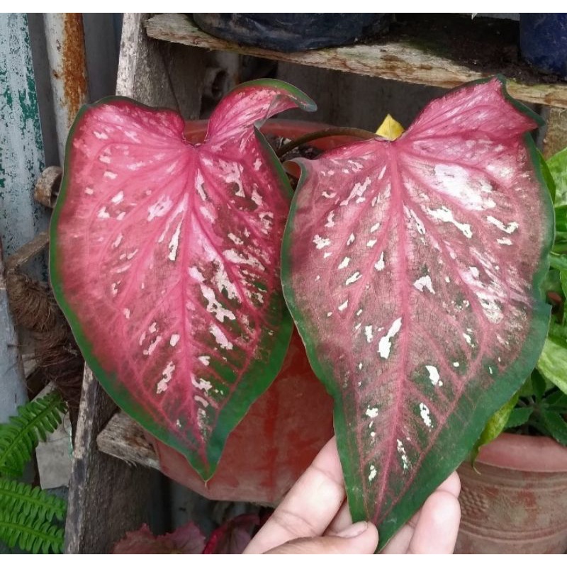 Shop caladium varieties for Sale on Shopee Philippines