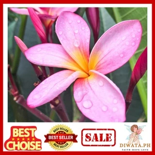 Shop kalachuchi for Sale on Shopee Philippines