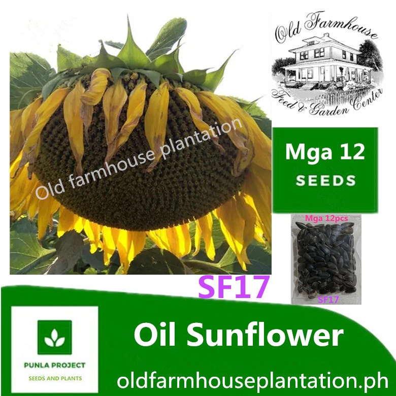 Oil Sunflowers Seeds Collection high quality and germination rates