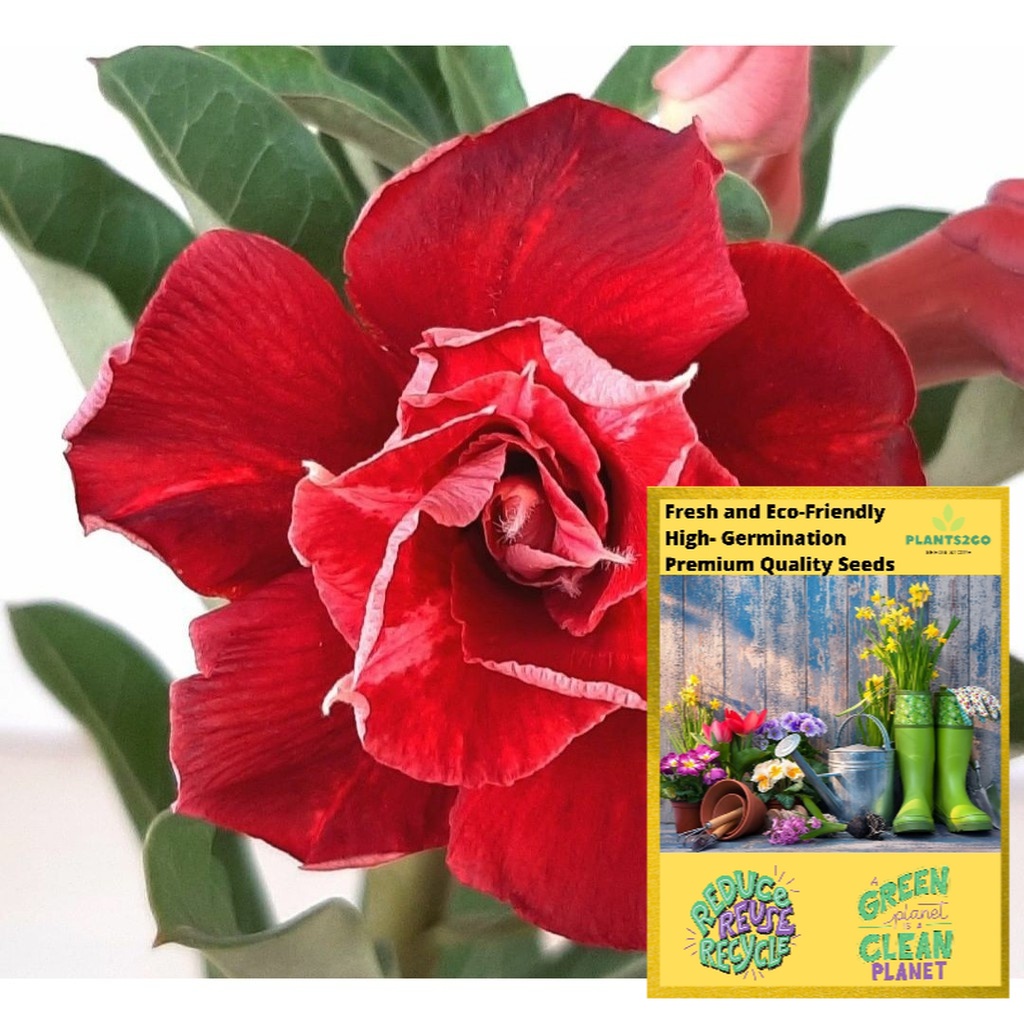 Adenium Seeds MultiStar Red R24 High germination Flower Plant seeds