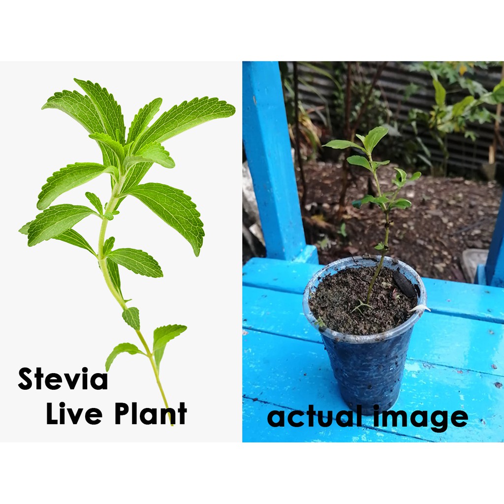 Stevia Live Plant Seedling Shopee Philippines