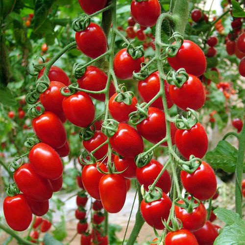 TOMATO Cherry Roma (determinate) 10pcs seeds Fruit heirloom garden ...