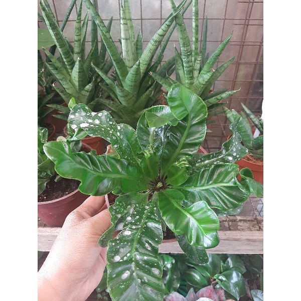 cobra fern(Asplenium Nidus) | Shopee Philippines
