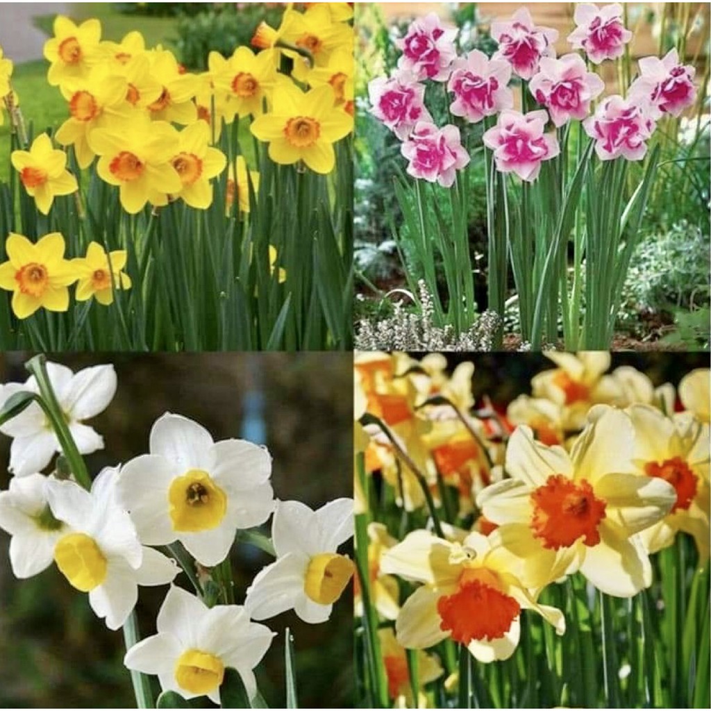 DAFFODIL NARCISSUS SEEDS Shopee Philippines