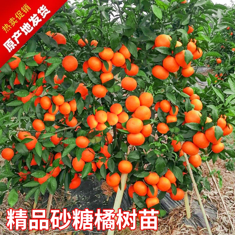 Sugar Orange Sapling Citrus Fruit Tree Fruit Seedling Field Cultivation