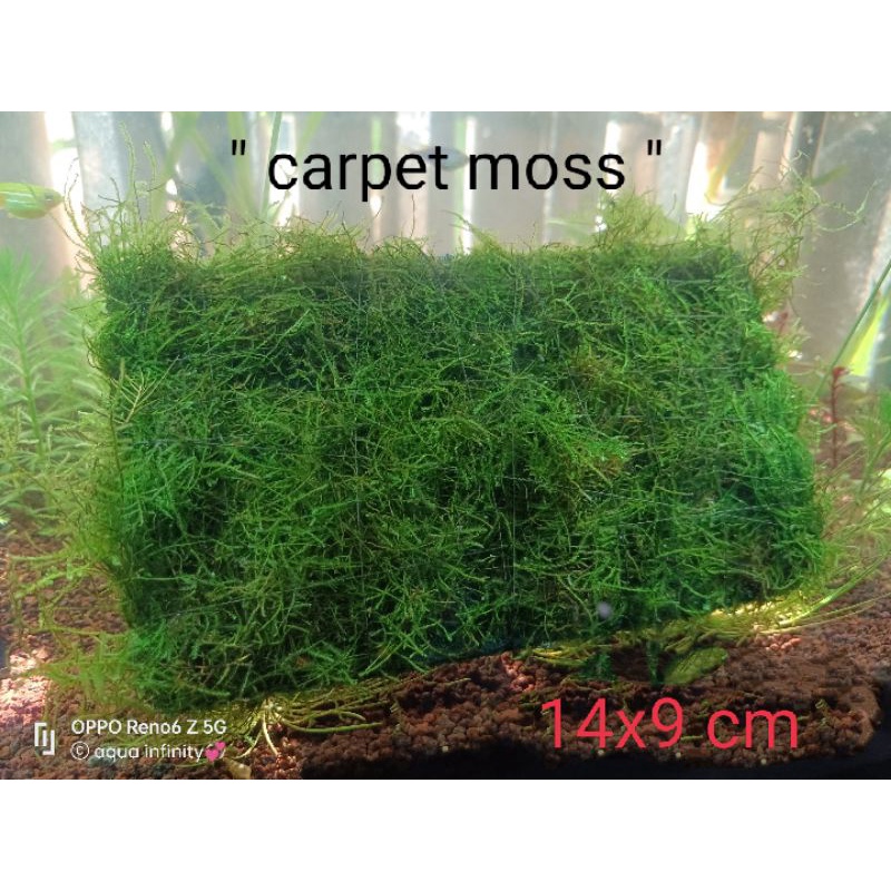 Carpet moss for Aquascaping aquatic plants Shopee Philippines