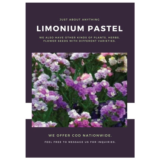 Limonium Pastel Seeds for Planting (5 seeds) FLOWER | Shopee Philippines