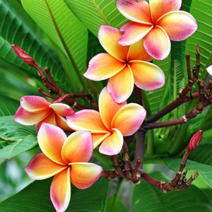 Hawaiian Kalachuchi Violet TriColor Frangipani/Fragrant Plumeria ...