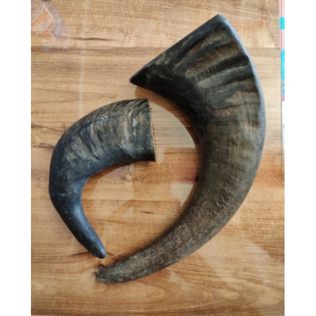Carabao Horn! All natural All Sizes for 100 only Shopee Philippines