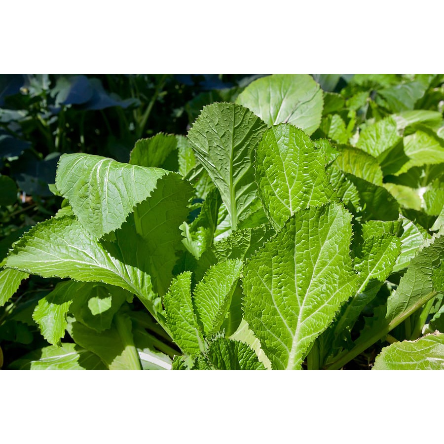 VEGETABLES collection high germination OKRA SITAW PECHAY AMPALAYA