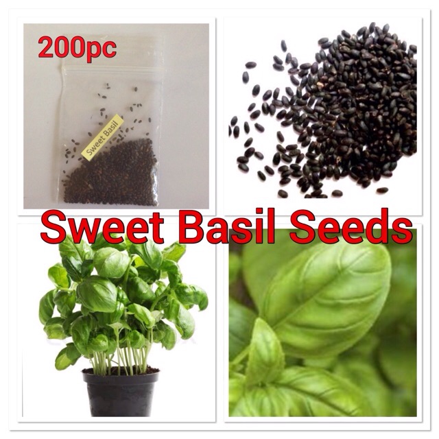 200pc Sweet Basil Seeds