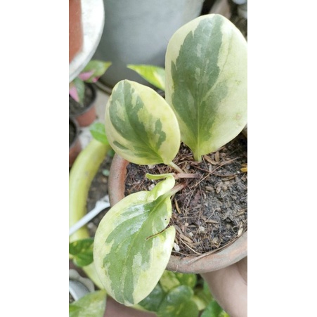 baby rubber plant variegated peperomia obtusifolia yellow leaves ...