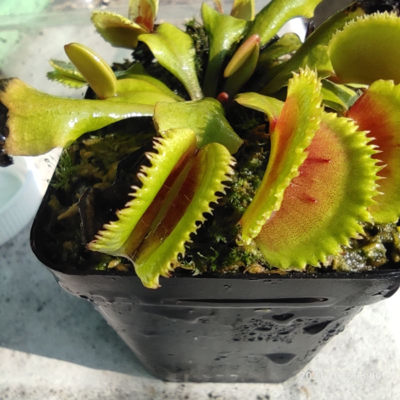 Venus Flytrap | BZ Razorback | Very Rare | Live Actual Plant | Shopee ...