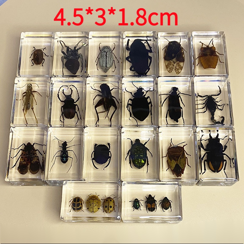 Crystal Glue Insect Popular Science Teaching Aids Transparent Resin ...