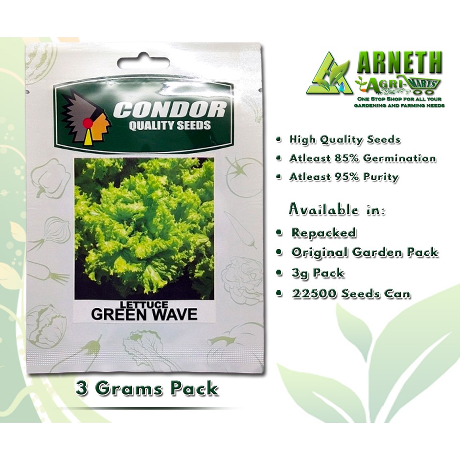 LOOSE LEAF LETTUCE SEEDS / GREEN ICE LETTUCE / GREEN WAVE VARIETY (3