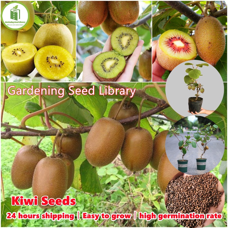 [Easy To Grow] High Quality Kiwi Fruit Seeds for Sale (Approx. 300 ...