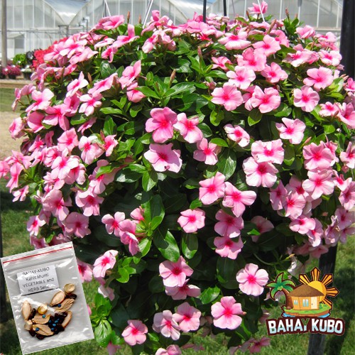 Hanging Vinca Pink Flower ( 15 Seeds ) Shopee Philippines