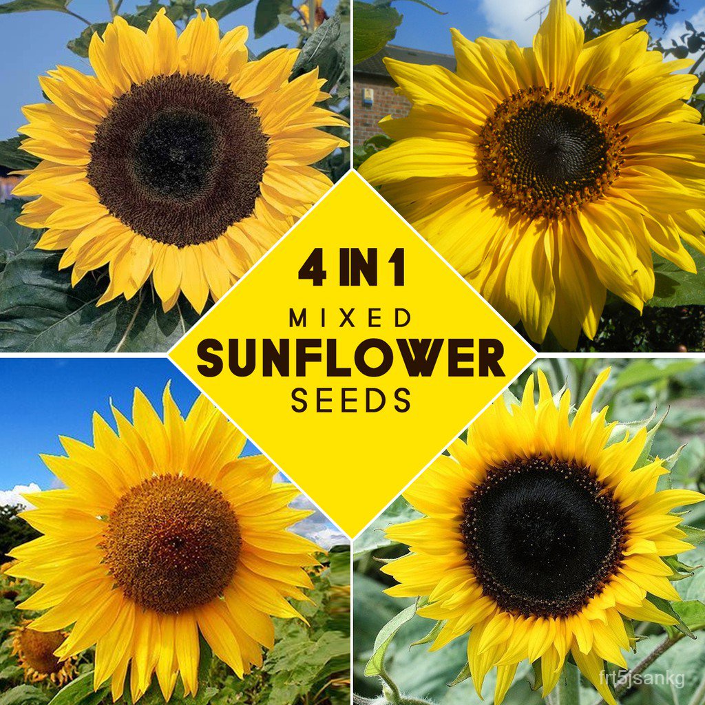 Factory price 4in1 Mixed Sunflower Seeds (Sunzilla, Titan, US Giant